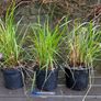 calamagrostis karl foerster - ornamental grass Image 2