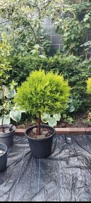 Mature Lollipop tree, 20 eu