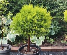 Mature Lollipop tree, 20 eu