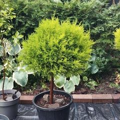 Mature Lollipop tree, 20 eu