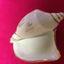Ferlaro Shell Ashtray Image 2