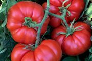 (T) Tomato Marmande  seeds 0.5g (124015)