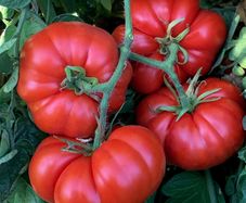 (T) Tomato Marmande  seeds 0.5g (124015)