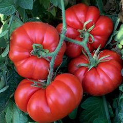 (T) Tomato Marmande  seeds 0.5g (124015)
