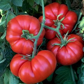 (T) Tomato Marmande  seeds 0.5g (124015)