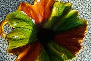 Vintage German early 20th Century  Glazed Green Majolica Leaf Plate Villeroy and Boch possibly