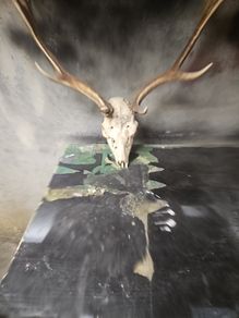 deer antlers