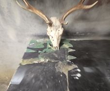 deer antlers