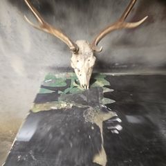 deer antlers
