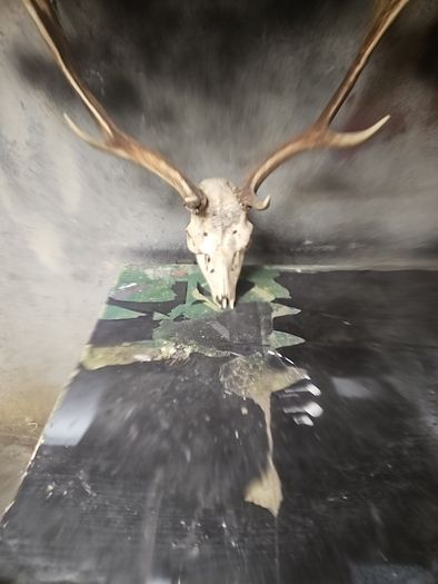 deer antlers