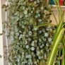 Plant Image 2