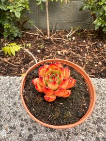 plant