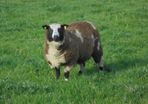 Dutch Spotted Ram Lambs, Spotted Dutch