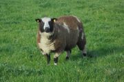 Dutch Spotted Ram Lambs, Spotted Dutch