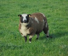 Dutch Spotted Ram Lambs, Spotted Dutch
