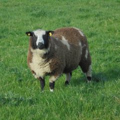 Dutch Spotted Ram Lambs, Spotted Dutch