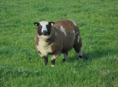 Dutch Spotted Ram Lambs, Spotted Dutch