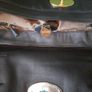Mulberry Alexa (Black) real leather Image 7
