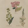 Pair John Hill Botanical Prints 1812 Image 3