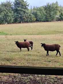 2  Butchers Lambs.