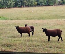 2  Butchers Lambs.