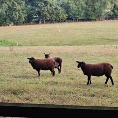 2  Butchers Lambs.