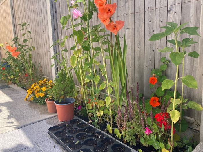 Sunflower plants