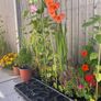 Sunflower plants Image 5