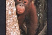 Singapore 10 Singapore Telecom Orang-Utan (GPT - Magnetic) Phone card