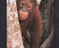Singapore 10 Singapore Telecom Orang-Utan (GPT - Magnetic) Phone card