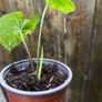 Small white caladium Image 2