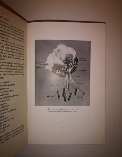 SALE! Lilies of the World - Their Cultivation and Classification Hubert B. Drysdale Woodcock and William Thomas Stearn 1950