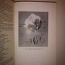 SALE! Lilies of the World - Their Cultivation and Classification Hubert B. Drysdale Woodcock and William Thomas Stearn 1950 Image 7