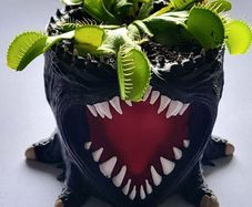 venus flytrap in pot