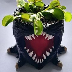 venus flytrap in pot