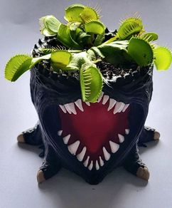 venus flytrap in pot