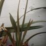 Phormium Image 3