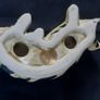 Torquay Ceramic Cat Image 8