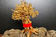 Bonsai Tree Baobab Style Medium