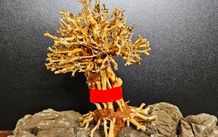 Bonsai Tree Baobab Style Medium