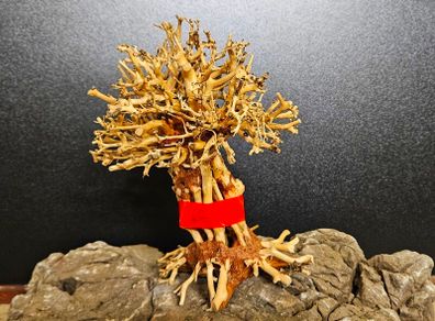 Bonsai Tree Baobab Style Medium