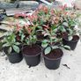 Red Robin Hedging Image 5