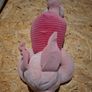 Piglet Image 2
