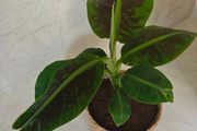 Red banana plant