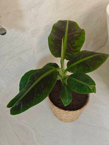 Red banana plant