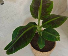 Red banana plant
