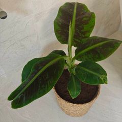 Red banana plant