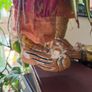 Pair Of 19th Century Burmese Puppets Image 5