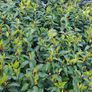 Portuguese Laurel Image 5
