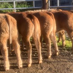 20, 320kg u grade charlaois and limousine heifers